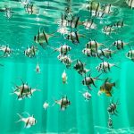 魚好き必須の人気のおすすめ魚図鑑アプリ8選