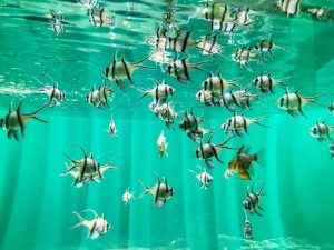 魚好き必須の人気のおすすめ魚図鑑アプリ8選