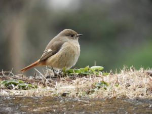 バードウォッチャー必須の人気のおすすめ野鳥図鑑アプリ8選